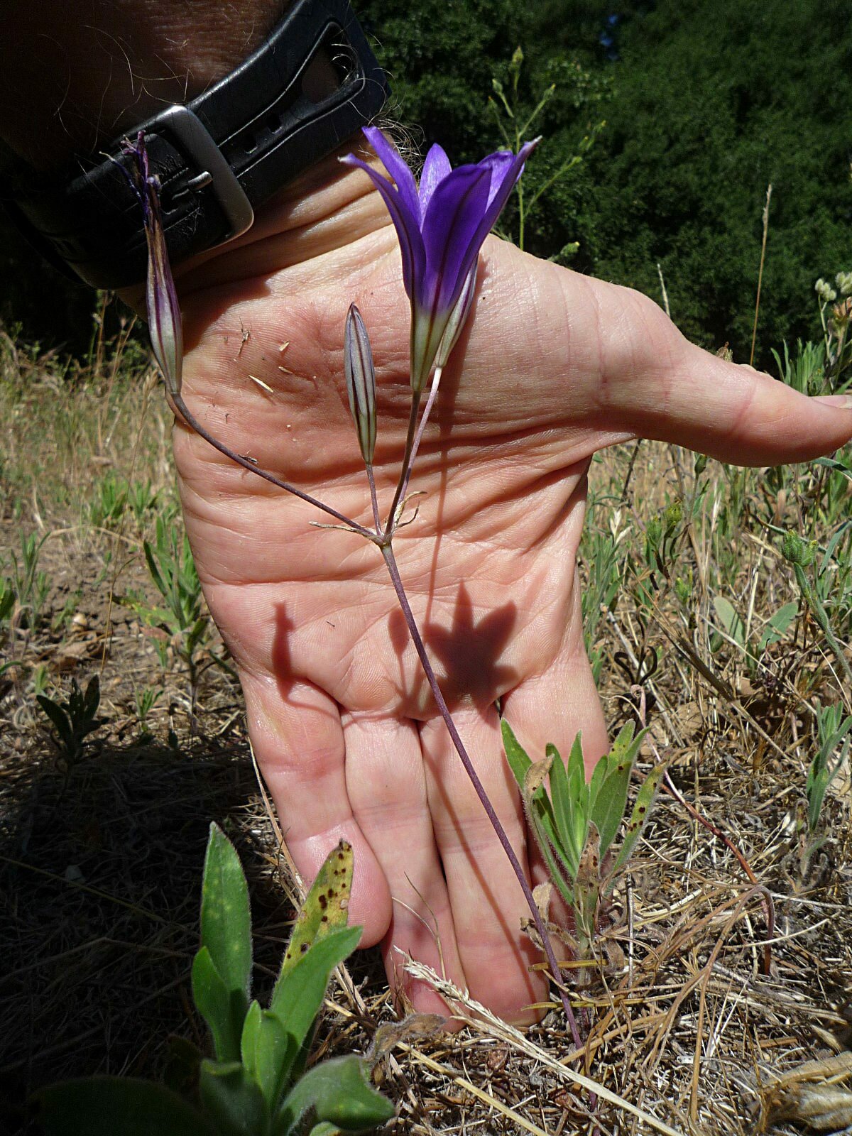 High Resolution Brodiaea jolonensis Plant